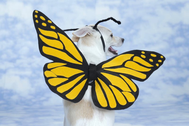 Butterfly Dog Costume