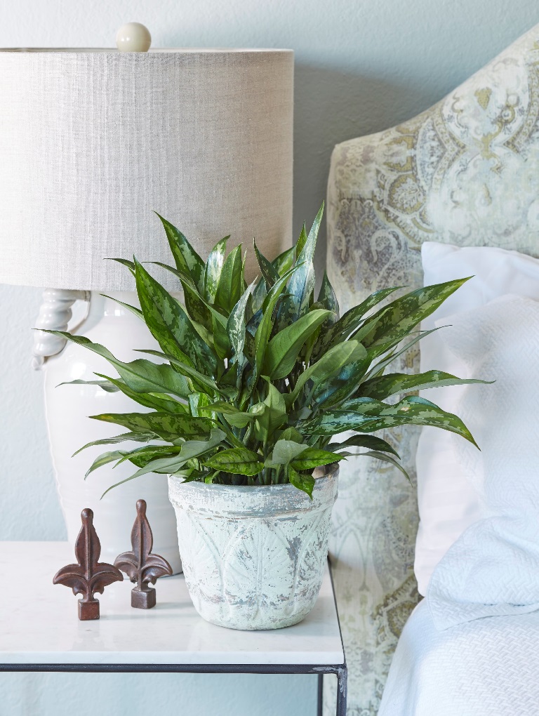 Chinese Evergreen Plants in Bedroom