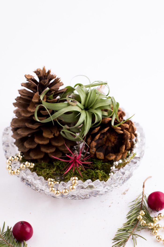 Air Plant Gifts