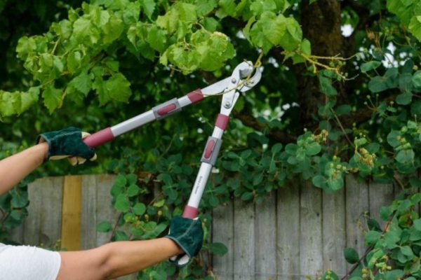 All You Need to Know About Pruning to Make Your Garden Look Exquisite