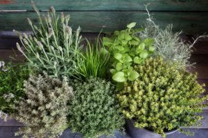 How to Start An Herb Garden