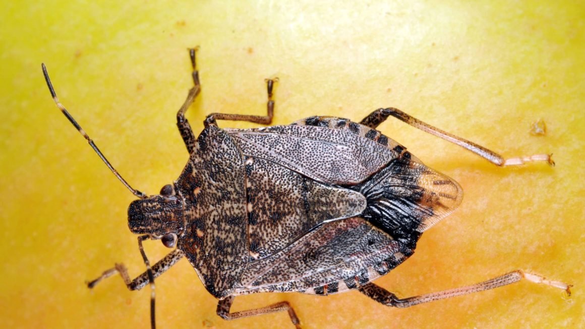 How To Keep Stink Bugs Away From Your Home 0485