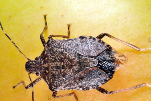 How to Keep Stink Bugs away from Your Home