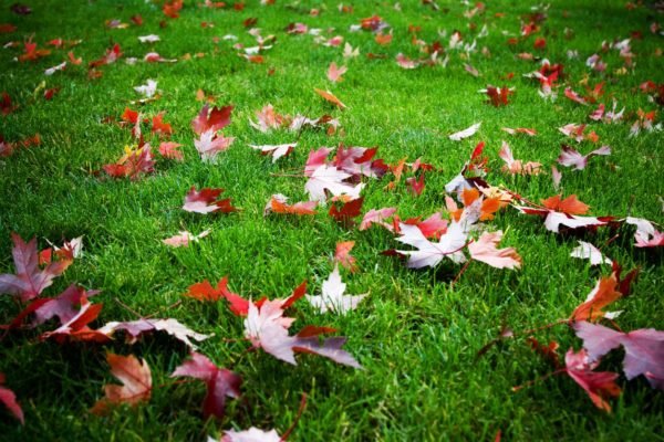 How to Prepare Your Lawn for The Long Cold Winter