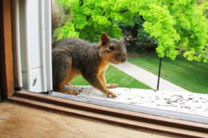 Are you making your home too welcoming to squirrels?