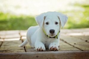 CBD Oil For Dogs: Surprising Benefits and Much More