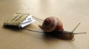 Reasons Why You Should Start Sending Your Clients Snail Mails