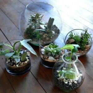 How Often Do You Water Succulents in a Terrarium?