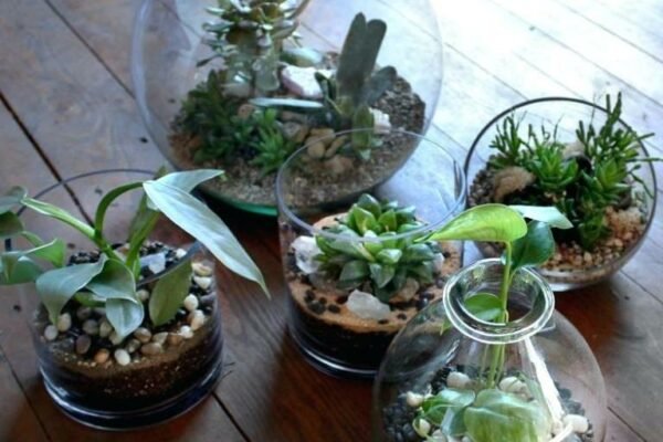 How Often Do You Water Succulents in a Terrarium?