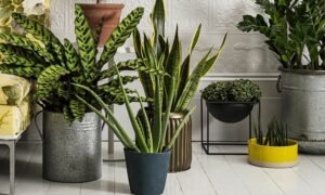 Health Benefits of Indoor Gardening