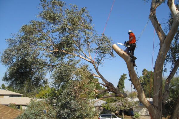 Why Tree Removal is Required for Construction?