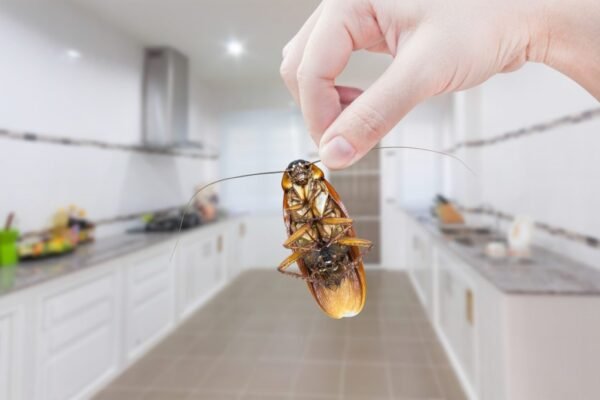 How to Defend Your Home From Unwelcome Pests