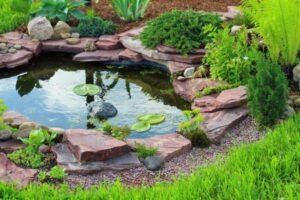 The Top 5 Things You Can Do to Your Pond