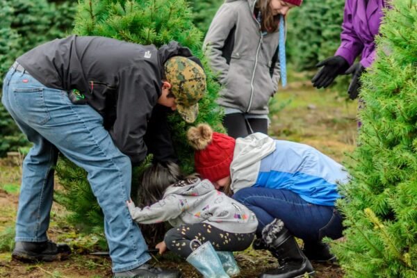 Decorating Your Garden For The Christmas Season