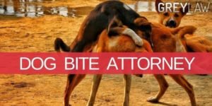 Los Angeles Dog Bite Attorney Can Help You Get The Right Compensation