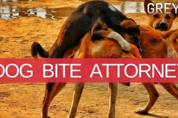 Los Angeles Dog Bite Attorney Can Help You Get The Right Compensation