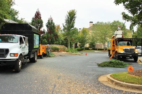 Look For These Signs To Know When To Remove A Tree