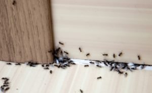 How to Rid Your Home of the Most Common Pest