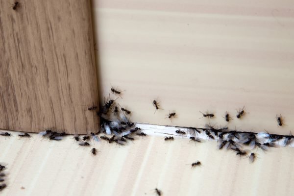 How to Rid Your Home of the Most Common Pest