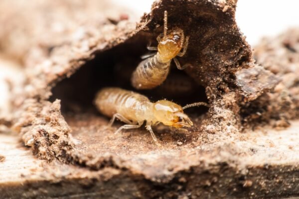 How to Safeguard Your Property Against Termite Damage